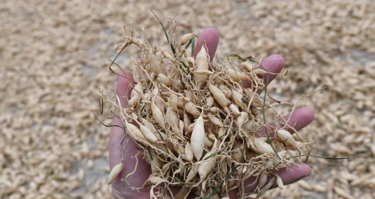 麦冬的最佳挖掘时间是什么时候？如何判断麦冬成熟？