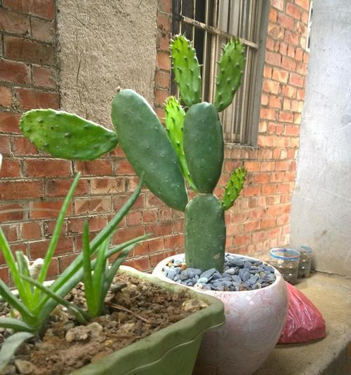 家里种仙人掌好不好？有哪些注意事项和好处？