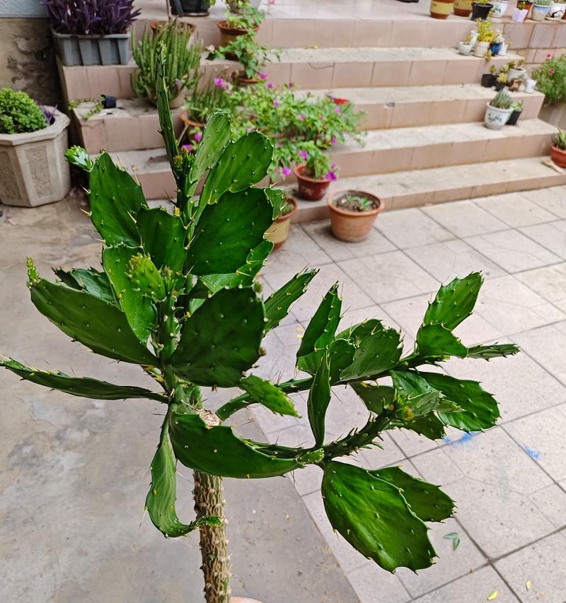 家里种仙人掌好不好？有哪些注意事项和好处？