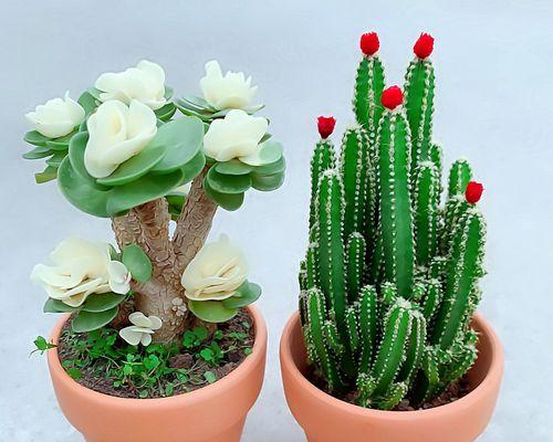 家里种仙人掌好不好？有哪些注意事项和好处？