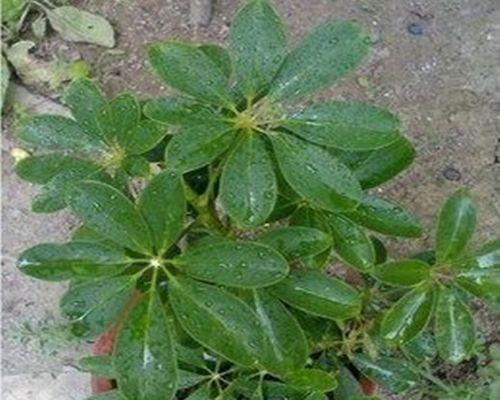 七叶莲冬天会冻死吗？如何在寒冷季节保护七叶莲？