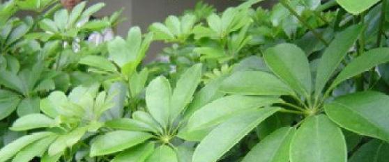 七叶莲冬天会冻死吗？如何在寒冷季节保护七叶莲？