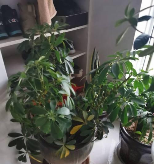 七叶莲冬天会冻死吗？如何在寒冷季节保护七叶莲？