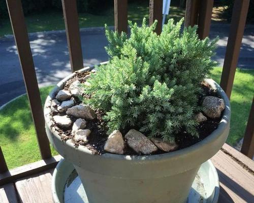 耐旱耐热的花卉有哪些？如何选择适合夏季种植的植物？