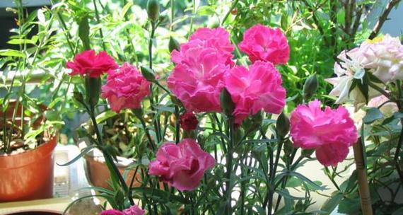 耐旱耐热的花卉有哪些？如何选择适合夏季种植的植物？