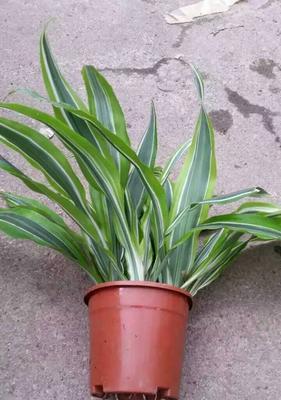 美人铁放在客厅好吗？如何正确摆放美人铁？