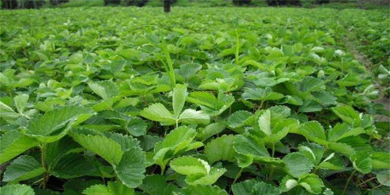 地芸豆什么时候种植最好？种植方法有哪些？