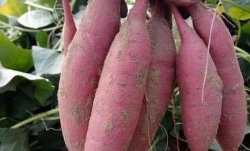 红薯用作肥料的效果如何？使用方法是什么？