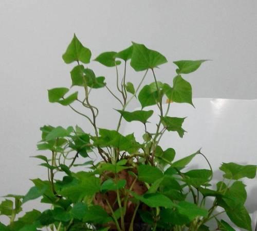 红薯用作肥料的效果如何？使用方法是什么？