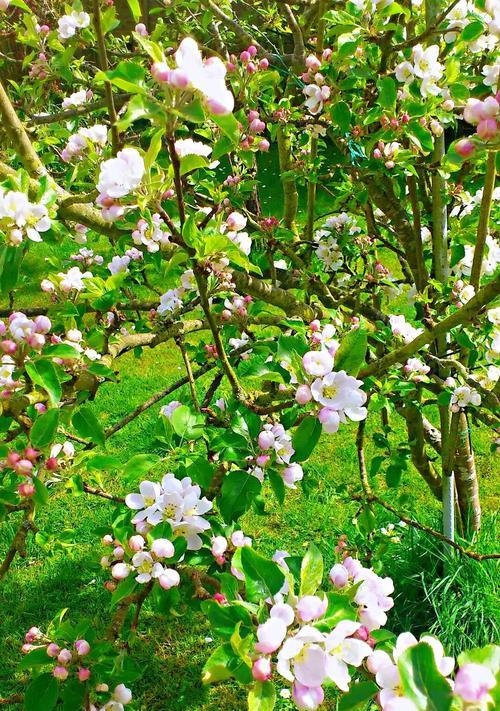 苹果树开花吗？开花时是什么样的景象？