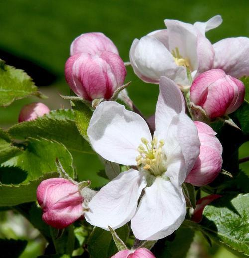 苹果树开花吗？开花时是什么样的景象？