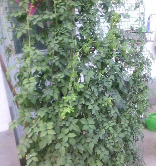 木槿花不开花是什么原因？如何解决？