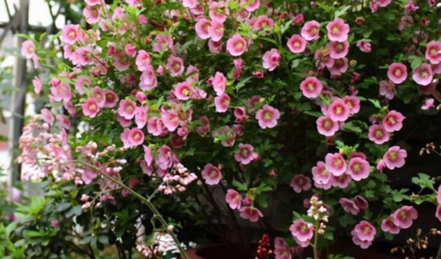 木槿花不开花是什么原因？如何解决？