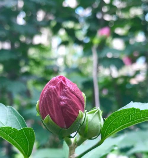 木槿花不开花是什么原因？如何解决？