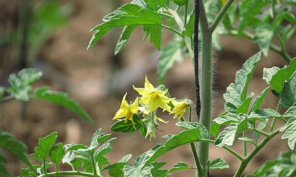 西红柿多久需要浇水一次？如何正确进行水分管理？