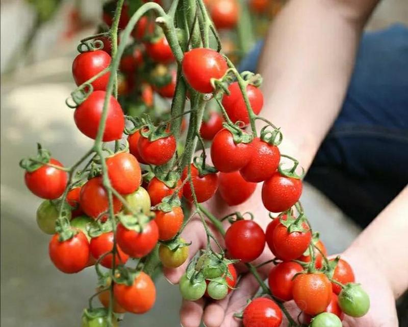 西红柿多久需要浇水一次？如何正确进行水分管理？