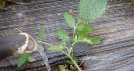 西红柿多久需要浇水一次？如何正确进行水分管理？