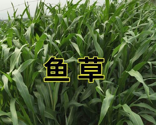 鱼草种子最佳种植时间是什么时候？如何确保高成活率？