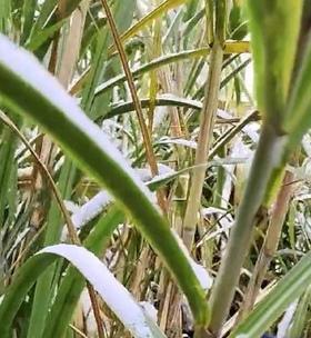 鱼草种子最佳种植时间是什么时候？如何确保高成活率？