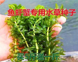 鱼草种子最佳种植时间是什么时候？如何确保高成活率？