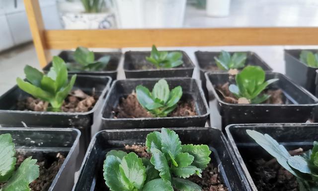 长寿花扦插的最佳时间是什么时候？具体步骤有哪些？