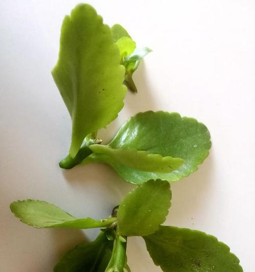 长寿花扦插的最佳时间是什么时候？具体步骤有哪些？