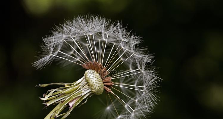 蒲公英花有哪些独特特点？如何识别蒲公英花？