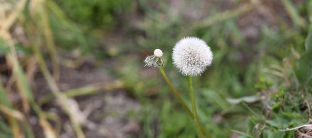 蒲公英花有哪些独特特点？如何识别蒲公英花？