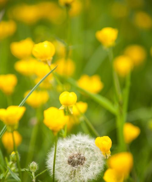 蒲公英花有哪些独特特点？如何识别蒲公英花？