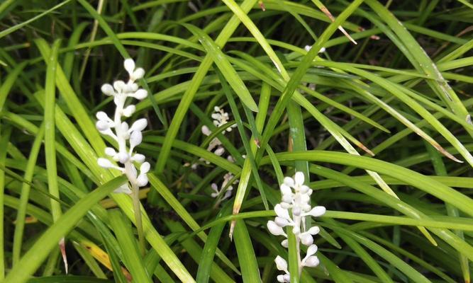 麦冬开花时间是什么时候？如何确定麦冬的开花季节？