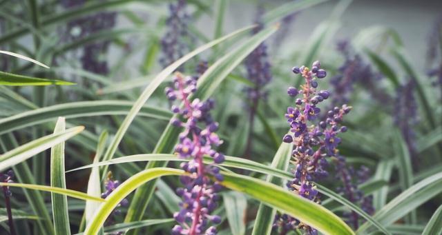 麦冬开花时间是什么时候？如何确定麦冬的开花季节？