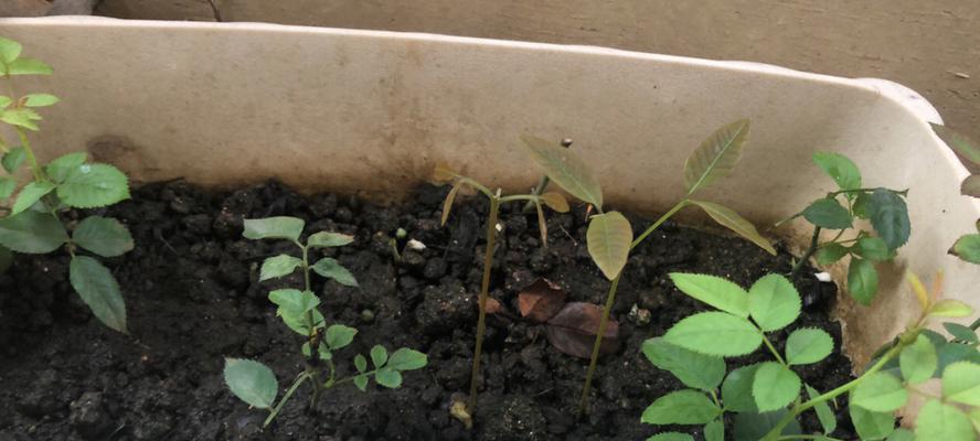 菠萝蜜籽可以种吗？如何正确种植菠萝蜜籽？