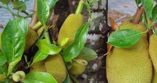 菠萝蜜籽可以种吗？如何正确种植菠萝蜜籽？