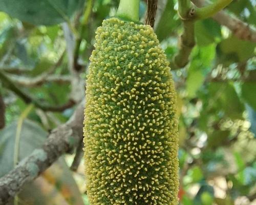 菠萝蜜籽可以种吗？如何正确种植菠萝蜜籽？