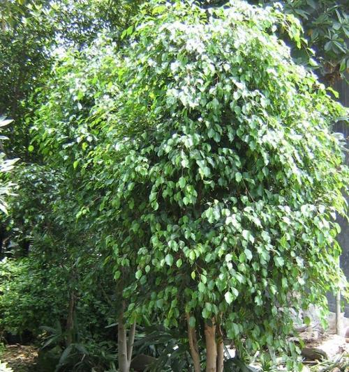 小叶榕冬天会冻死吗？如何保护小叶榕过冬？