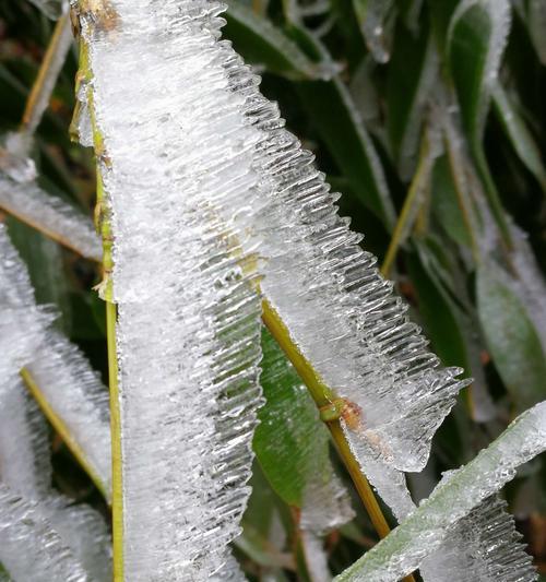 小叶榕冬天会冻死吗？如何保护小叶榕过冬？