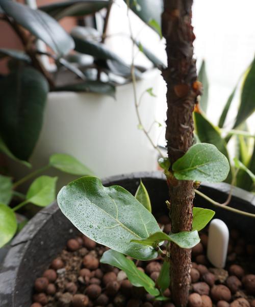 小叶榕冬天会冻死吗？如何保护小叶榕过冬？