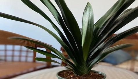 金钻植物对温度的适应性如何？怕冷还是怕热？