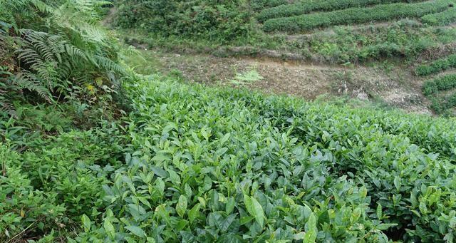 茶叶的最佳保存方法是什么？如何延长茶叶的新鲜度？