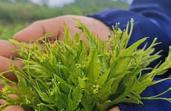 茶叶的最佳保存方法是什么？如何延长茶叶的新鲜度？