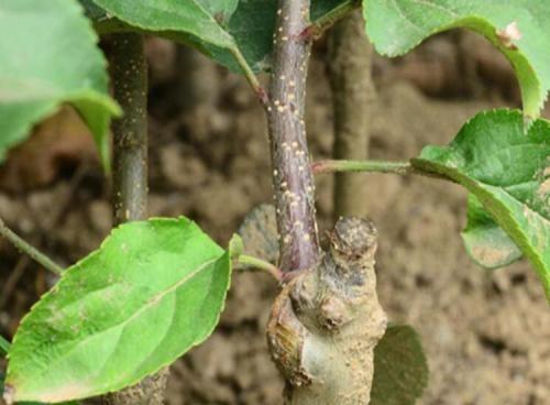 柿子树嫁接的最佳时间是什么时候？有哪些有效方法？