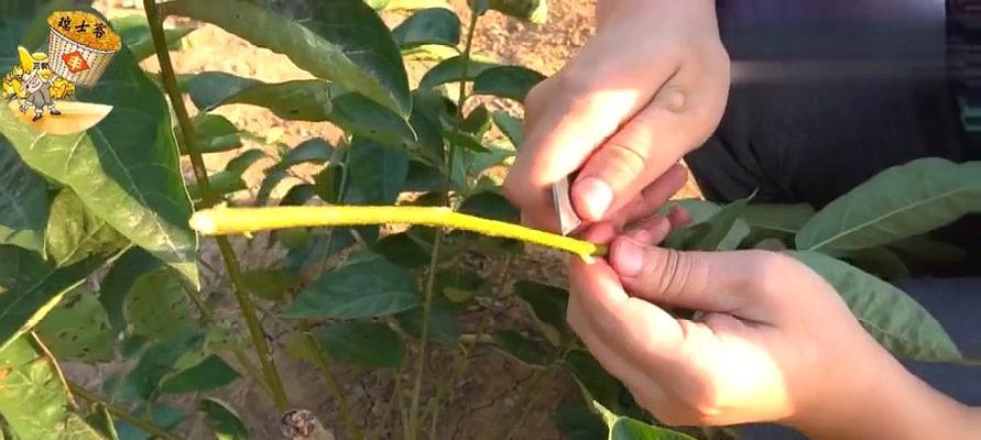 柿子树嫁接的最佳时间是什么时候？有哪些有效方法？