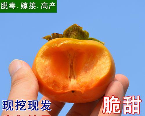 柿子树嫁接的最佳时间是什么时候？有哪些有效方法？