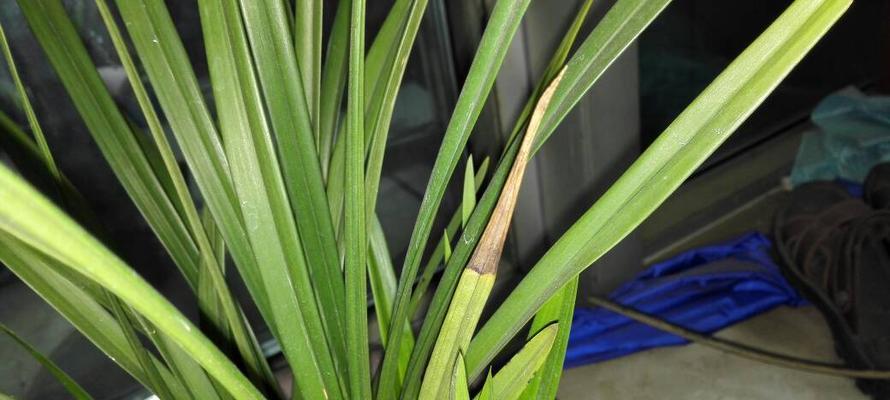 兰花叶子发黑怎么办？如何有效预防和处理？