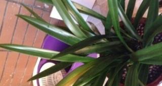 兰花叶子发黑怎么办？如何有效预防和处理？