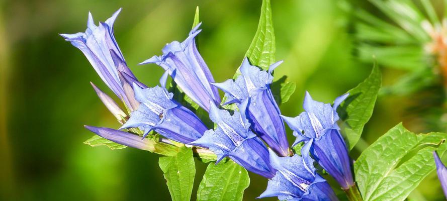 龙胆花有毒性吗？室内养殖需要注意什么？