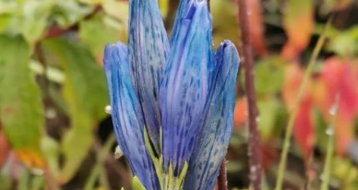 龙胆花有毒性吗？室内养殖需要注意什么？