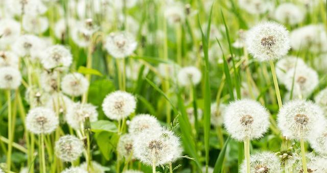 蒲公英的生长周期是多长时间？如何正确养护蒲公英？