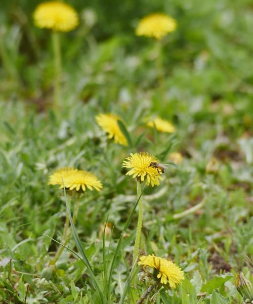 蒲公英的生长周期是多长时间？如何正确养护蒲公英？