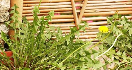 蒲公英的生长周期是多长时间？如何正确养护蒲公英？